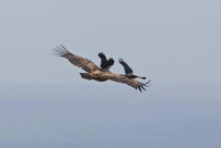 صور: معارك بين النسور والغربان بسماء حيفا